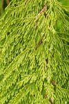Western Redcedar foliage detail
