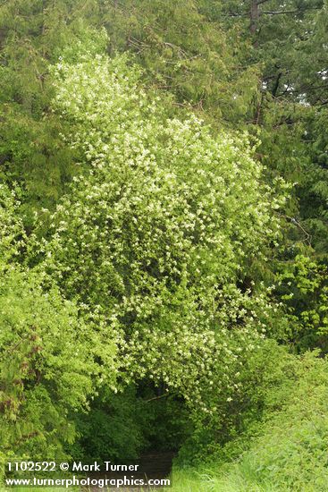 Prunus emarginata