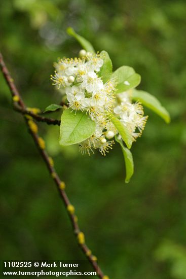 Prunus emarginata