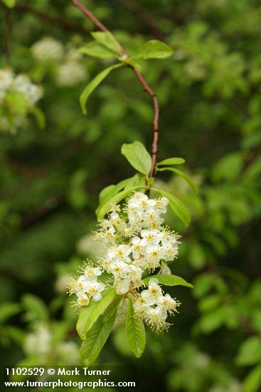 Prunus emarginata