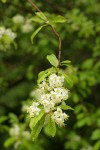 Bitter Cherry blossoms & foliage