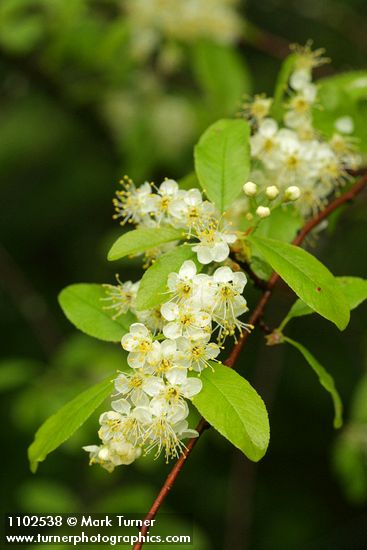 Prunus emarginata