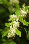 Bitter Cherry blossoms & foliage