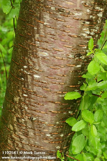 Prunus emarginata