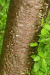 Bitter Cherry bark