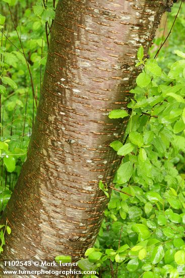 Prunus emarginata