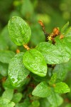 Russet Buffaloberry blossom & foliage