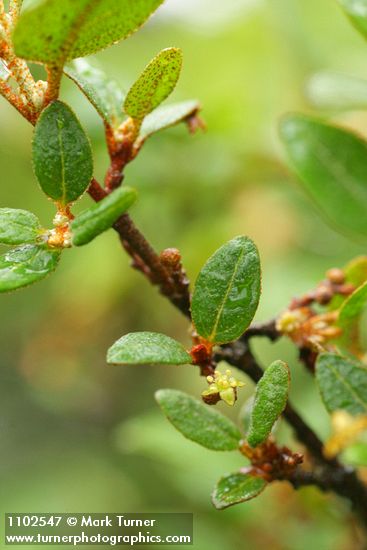 Shepherdia canadensis