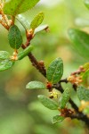 Russet Buffaloberry blossom & foliage