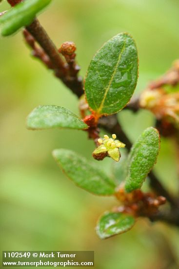 Shepherdia canadensis