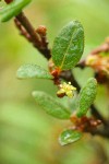 Russet Buffaloberry blossom & foliage