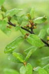 Russet Buffaloberry immature fruit among foliage