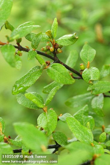 Shepherdia canadensis