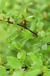 Russet Buffaloberry immature fruit among foliage