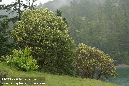 Arbutus menziesii