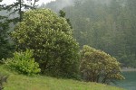 Madrones blooming on shoreline