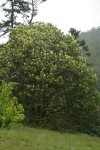 Madrone blooming on shoreline