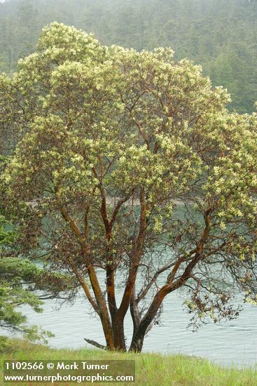 Arbutus menziesii