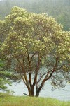 Madrone blooming on shoreline