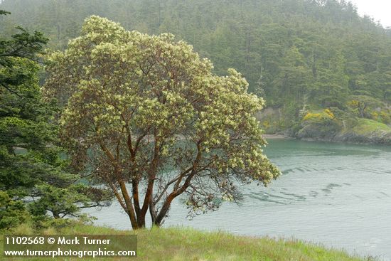 Arbutus menziesii