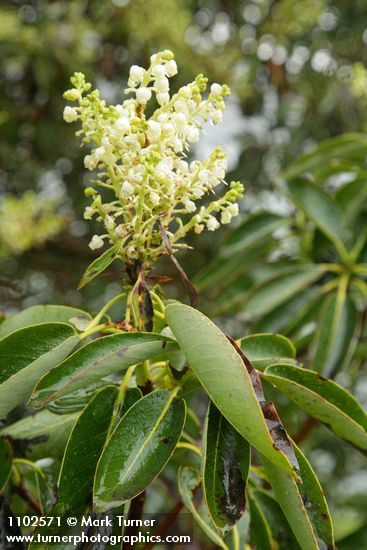 Arbutus menziesii