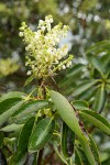 Madrone blossoms & foliage