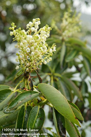 Arbutus menziesii