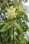 Madrone blossoms & foliage