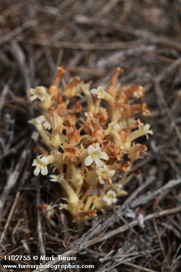 Orobanche fasciculata