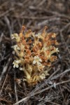 Clustered Broomrape nearly finished blooming