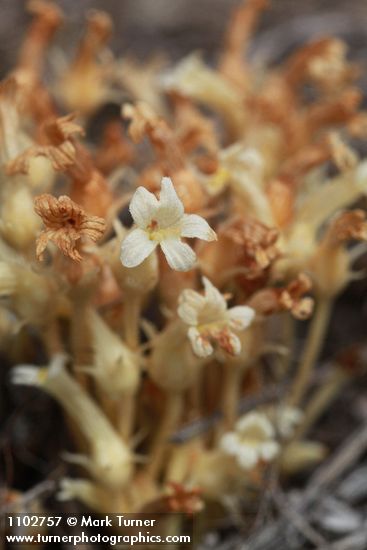 Orobanche fasciculata