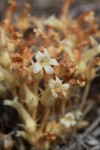 Clustered Broomrape nearly finished blooming