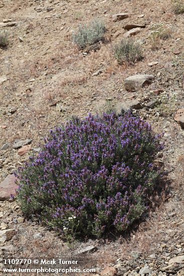 Salvia dorrii