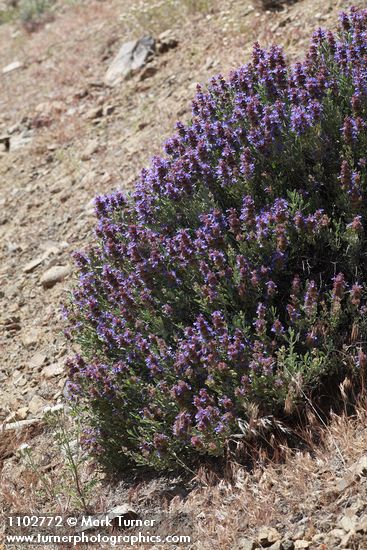 Salvia dorrii