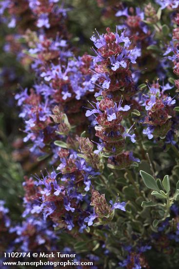 Salvia dorrii