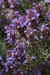 Purple Sage blossoms & foliage