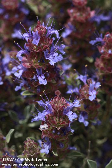 Salvia dorrii