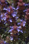 Purple Sage blossoms detail