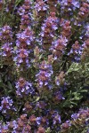 Purple Sage blossoms & foliage