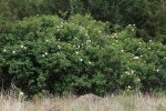 Pearhip Rose