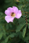 Honeybee on Pearhip Rose blossom