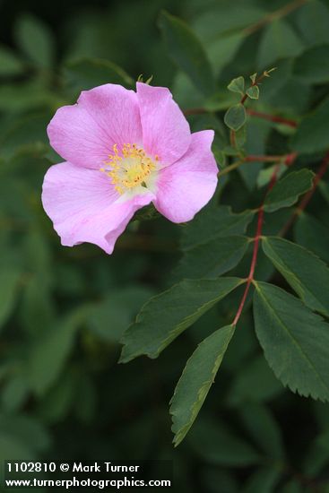 Rosa woodsii var. ultramontana