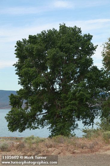 Ulmus pumila