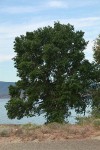 Siberian Elm at edge of Wanapum Reservoir
