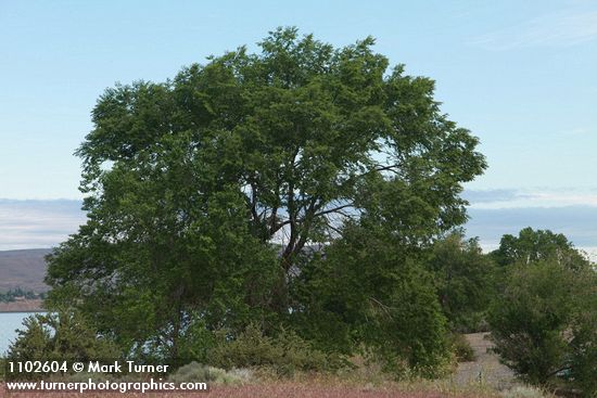 Ulmus pumila