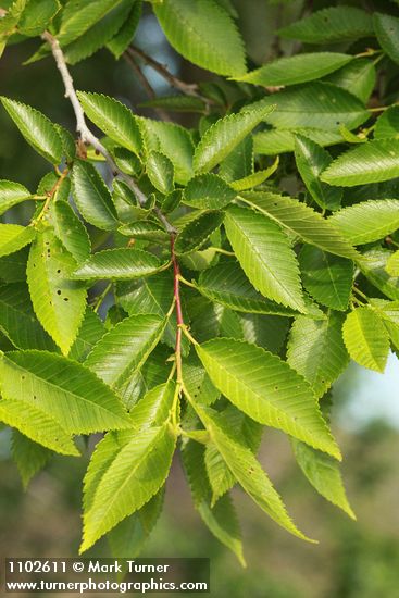 Ulmus pumila