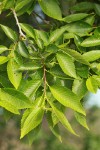Siberian Elm foliage