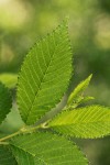 Siberian Elm foliage detail