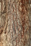 Siberian Elm bark