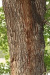 Siberian Elm bark